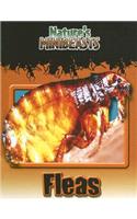 Fleas
