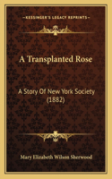 Transplanted Rose