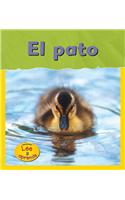 El Pato