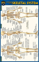 Anatomy of the Skeletal System (Pocket-Sized Edition - 4x6 Inches)