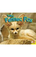 I Am a Fennec Fox: (I Am)