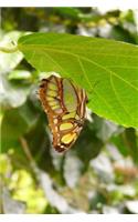 A Malachite Butterfly (Siproeta stelenes) Journal: 150 Page Lined Notebook/Diary