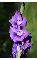 Gladioli Notebook