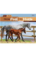 From Foal to Horse: (Start to Finish, Second Series)