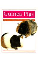 Pets: Guinea Pigs