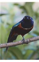 Say Hello to the Superb Starling Bird Journal: 150 Page Lined Notebook/Diary