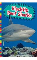 Blacktip Reef Sharks