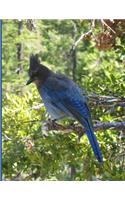 World Birds Atlas (Volume 1)