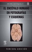 El Sistema Nervioso Central Humano en Fotos y Esquemas Funcionales