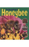 The Life Cycle Of A Honeybee