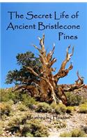 Secret Life of Ancient Bristlecone Pines