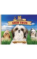 Shaggy Shih Tzus