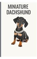 Miniature Dachshund