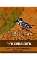 Pied Kingfisher: Fun Facts & Cool Pictures