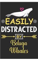 Easily Distracted by Beluga Whales