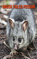 Brush Tailed Possum: Fun Learning Facts About Brush Tailed Possum