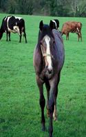 Horse Photo School Composition Book Equine Farm Animal Pasture: Horse Photo Equine Covers Composition Books Notebooks (Notebook, Diary, Blank Book)