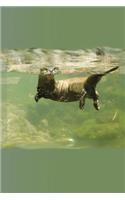 Otters