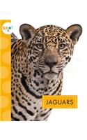 Jaguars