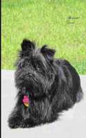 Affenpinscher Journal