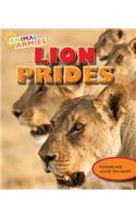 Lion Prides