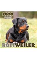 Rottweiler 2020 Mini Wall Calendar
