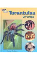 Tarantulas Up Close: (Zoom in on Animals!)
