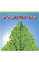 How Leaves Work