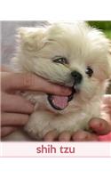 Shih Tzu