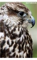 Notebook: Wild Nature Series, Hawk, Journal for Writing, College Ruled, Lined Notebook, Soft Cover, Matte, Size 6"x 9" inches, 120 Pages(12 Wild Nature)