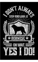 I Don't Always Stop and Look At Bernese OH Wait, Yes I Do!