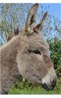 Captivating Gray Donkey in Profile Portrait Journal
