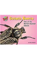 Goliath Beetle