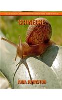Schnecke: Tolle Bilder & Wissenswertes über Tiere in der Natur