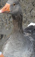 Greylag Goose About to Attack Journal: Take Notes, Write Down Memories in this 150 Page Lined Journal