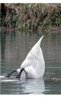 A Swan Bottoms Up in a Lake Journal