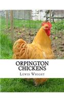 Orpington Chickens