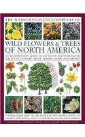 Illustrated Encyclopedia of Wild Flowers & Trees of North Am: An Authoritative Guide to 650 Native and Introduced Speices of Flowers, Trees, Shrubs, Herbs and Grasses