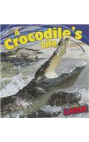 A Crocodile's Life