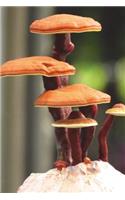Ganoderma Lucidum Mushroom Journal