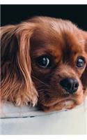 Sweet Little Spaniel Puppy Dog Pet Journal