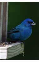 Indigo Bunting (Passerina Cyanea) Bird Journal: 150 page lined notebook/diary