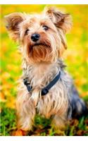 Happy Little Yorkie Dog Notebook: 150 page lined 6 x 9 notebook/diary/journal