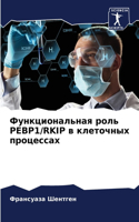 Функциональная роль PEBP1/RKIP в клеточных процес&#1