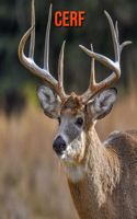 Cerf