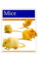 Pets: Mice