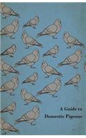 Guide to Domestic Pigeons - With Chapters on Doves, Training and Their Habits