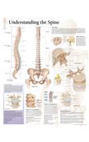 Understanding the Spine Paper Poster