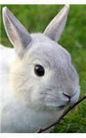 Dwarf Rabbit Notebook
