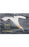 Bass Rock Gannets 2017